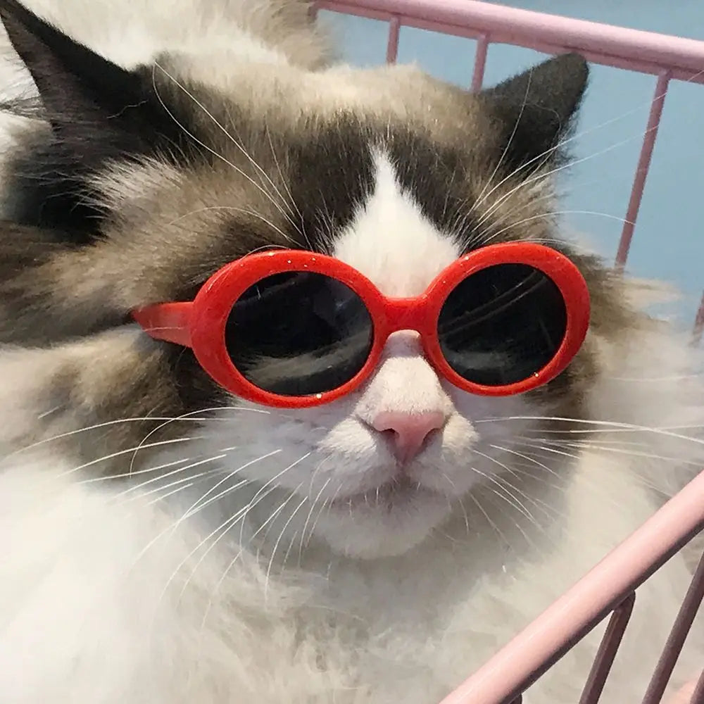 Cat Cool Fashion Round Glasses