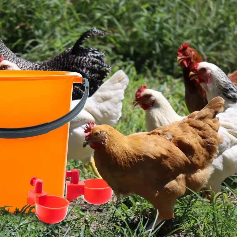 10/20/30Pcs Chicken Water, food cups