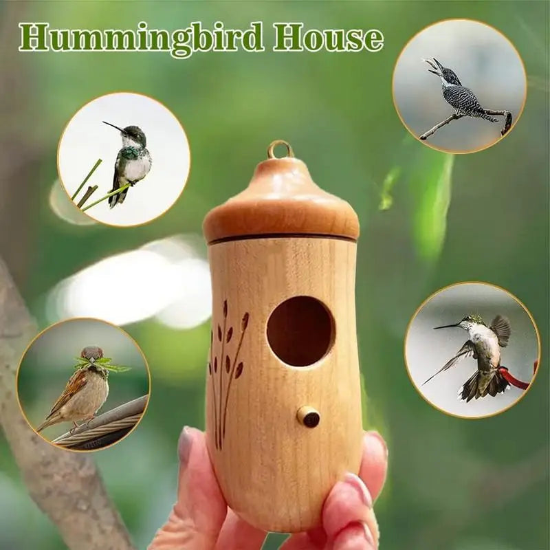Wood Hummingbird Breeding Nest