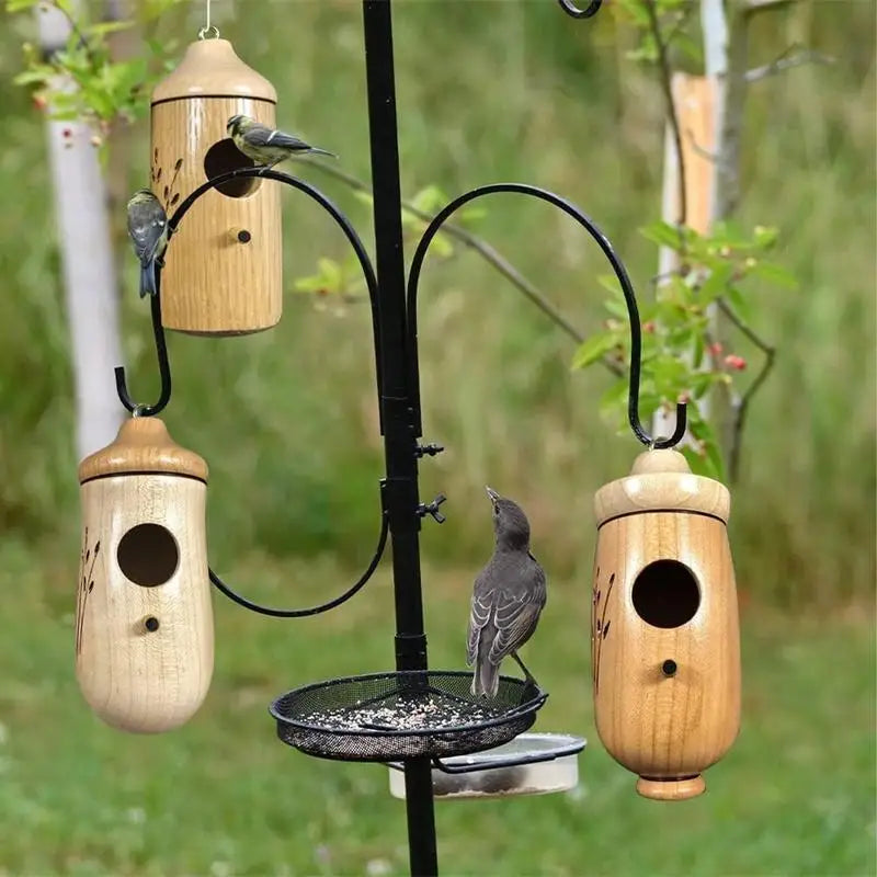 Wood Hummingbird Breeding Nest