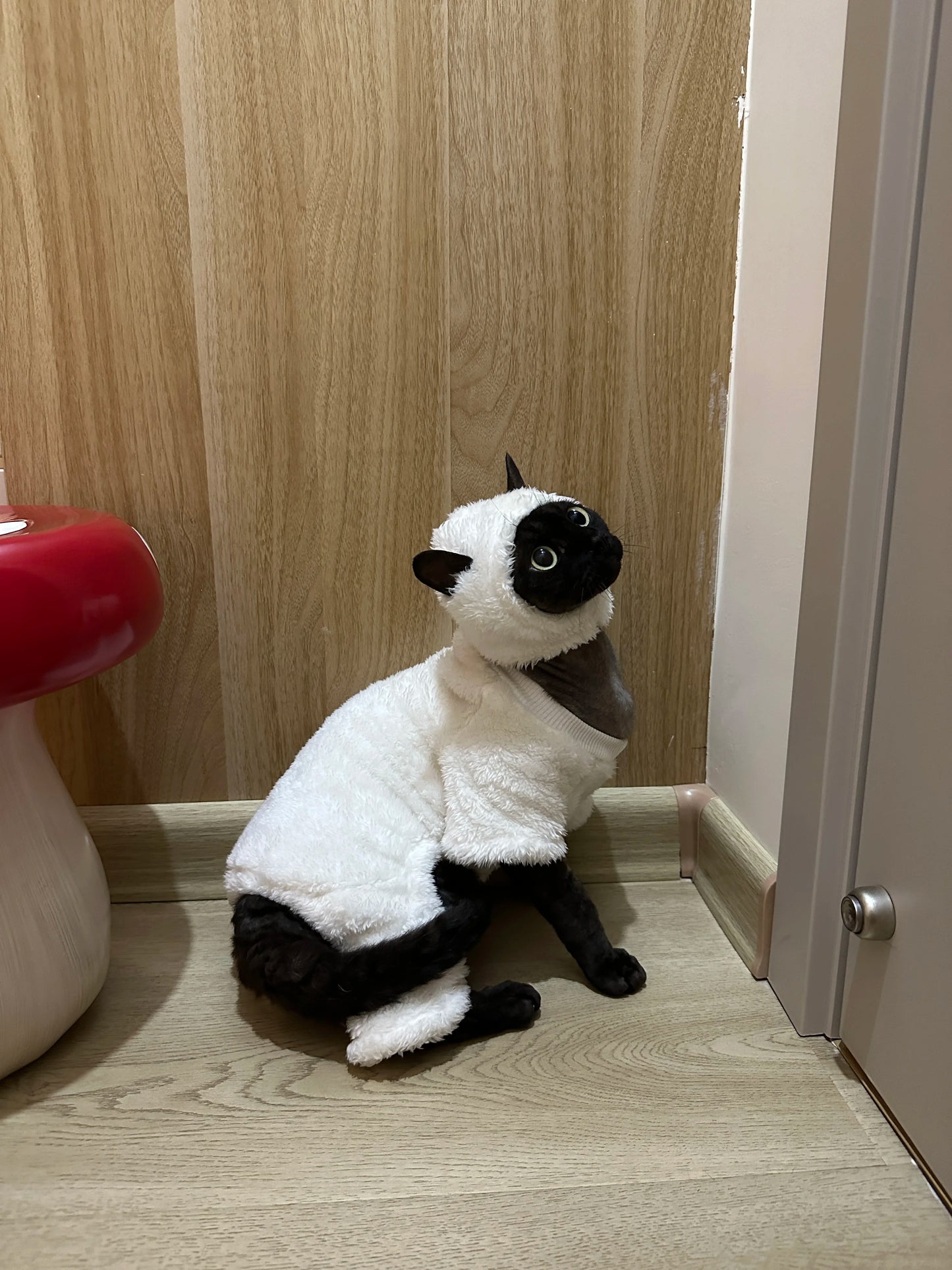 Hairless cat clothes
