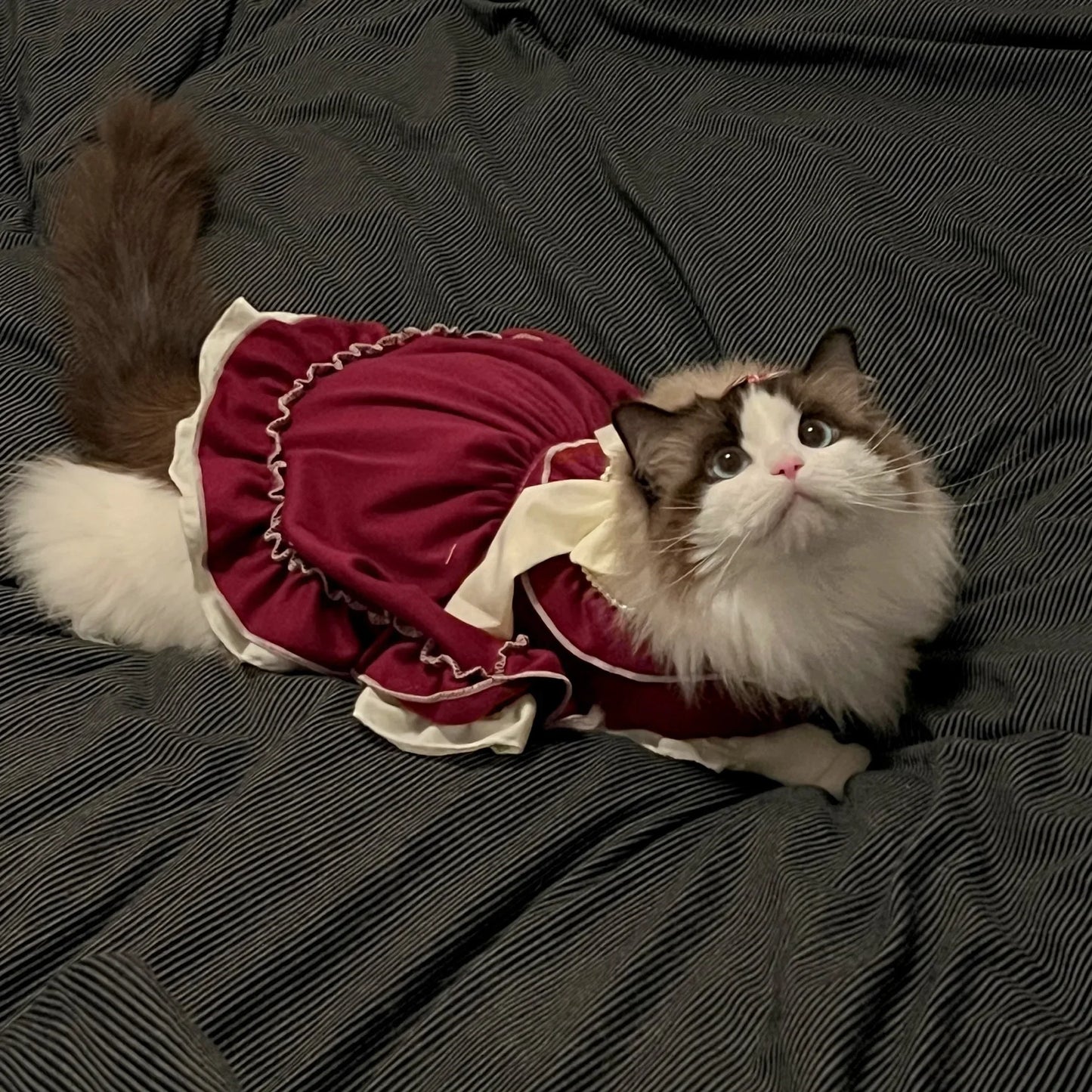 Cat Skirt & Bow Princess Skirt
