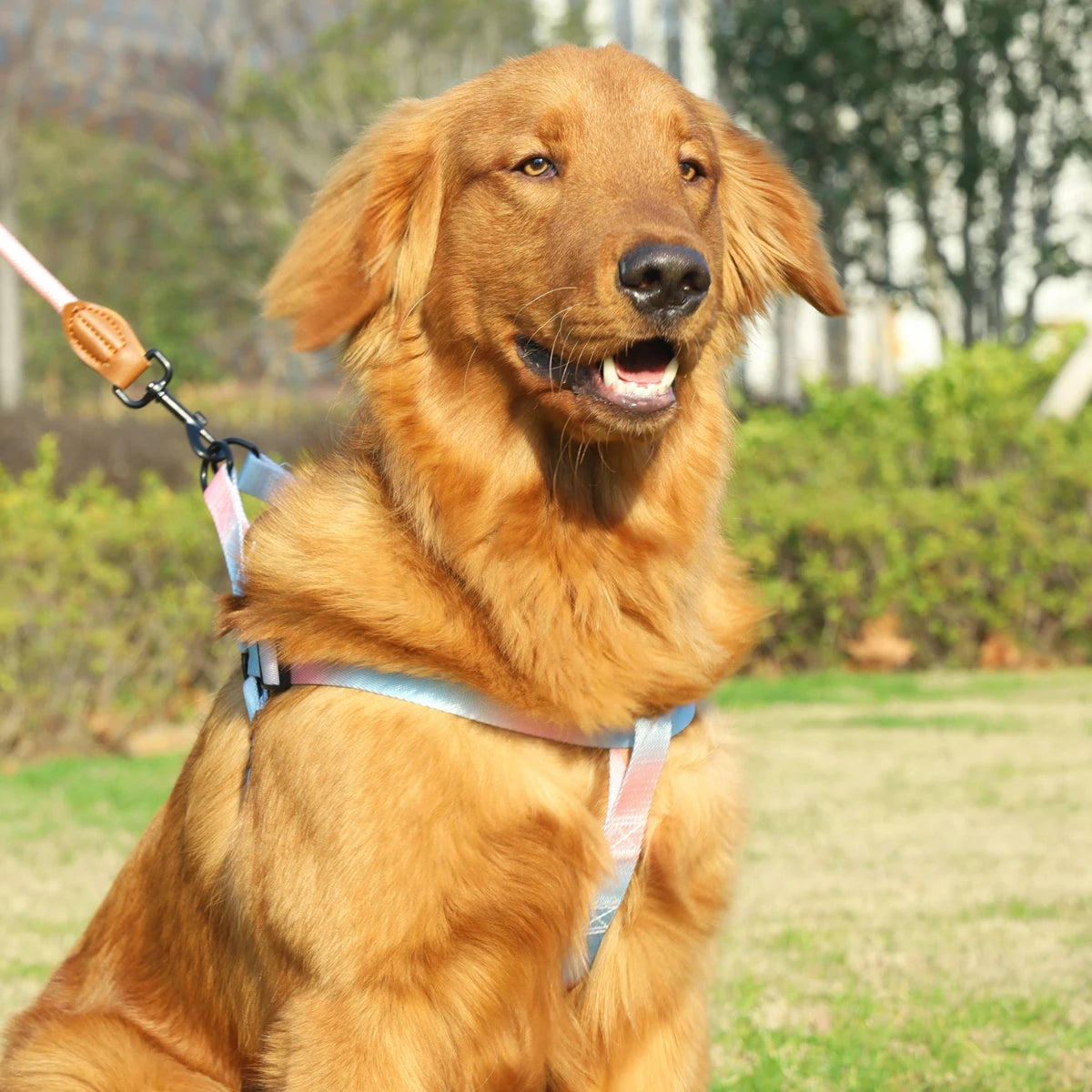 A set of colorful pet harness with leash