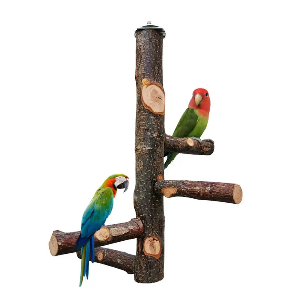 Pet Parrot Bird Standing Stick