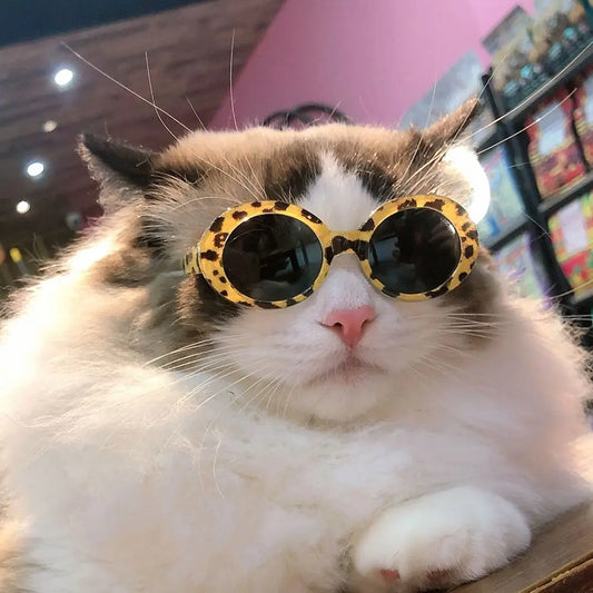 Cat Cool Fashion Round Glasses