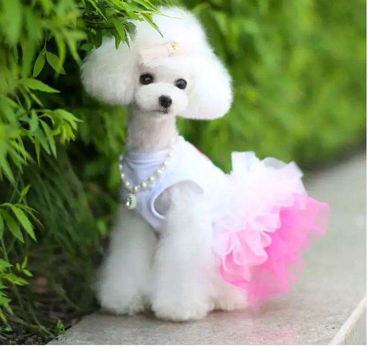Spring Dog Lace Dress