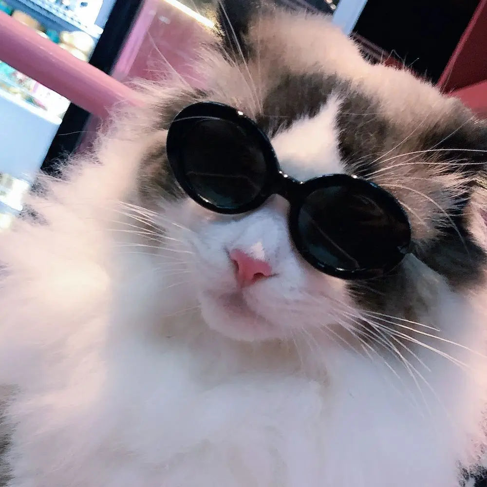 Cat Cool Fashion Round Glasses