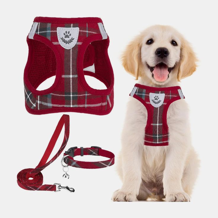 Collars, Leashes & Accessories