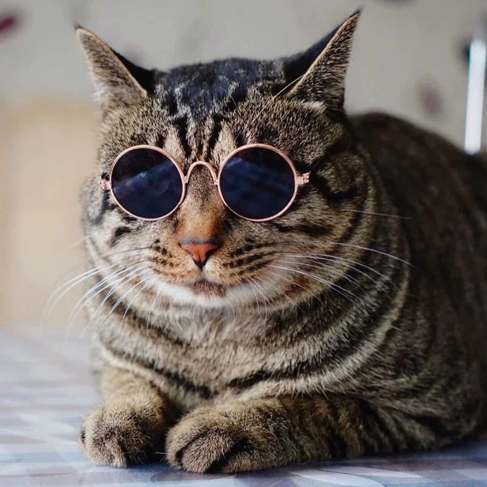 Pet Accessories Cat Glasses
