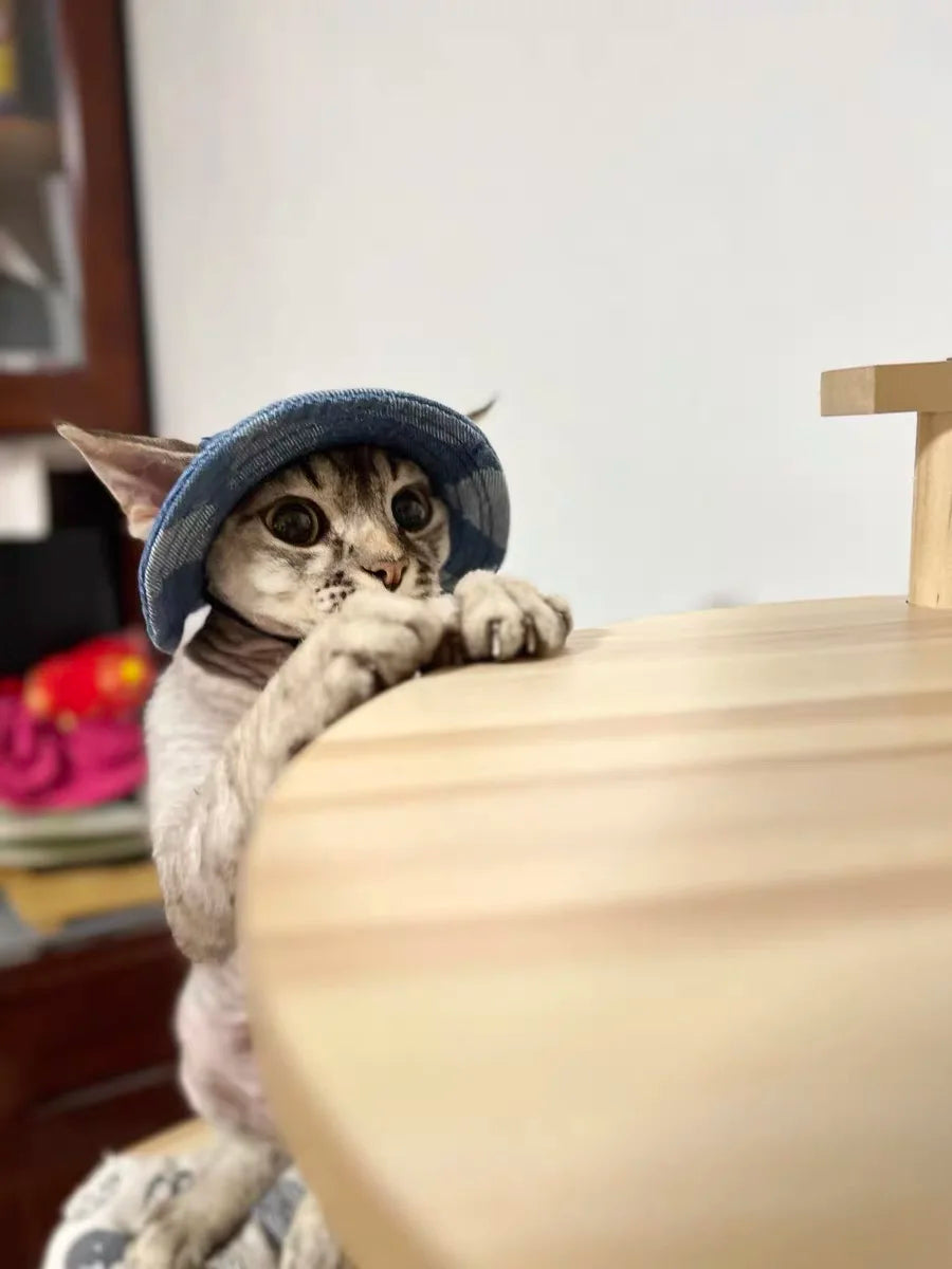 Fashion Cat hat Summer Sun Hats for Sphynx Kittens Open Ears Blue Cowboy Hats Adjustable Cap Cord for Devon Rex Cat Supplies