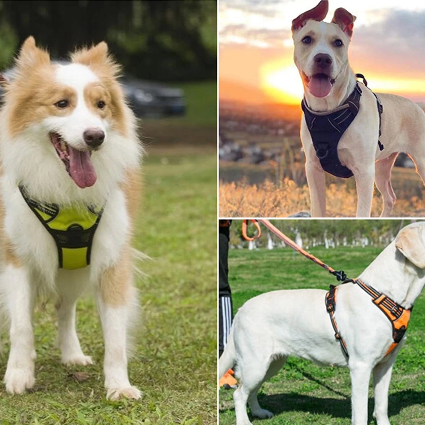 Dog Harness No Pull