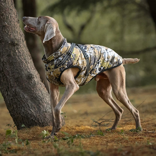 S-5XL Pet Dog Jacket with Harness