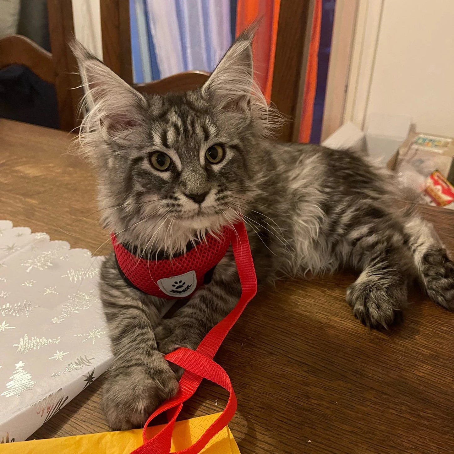 Cat Harness