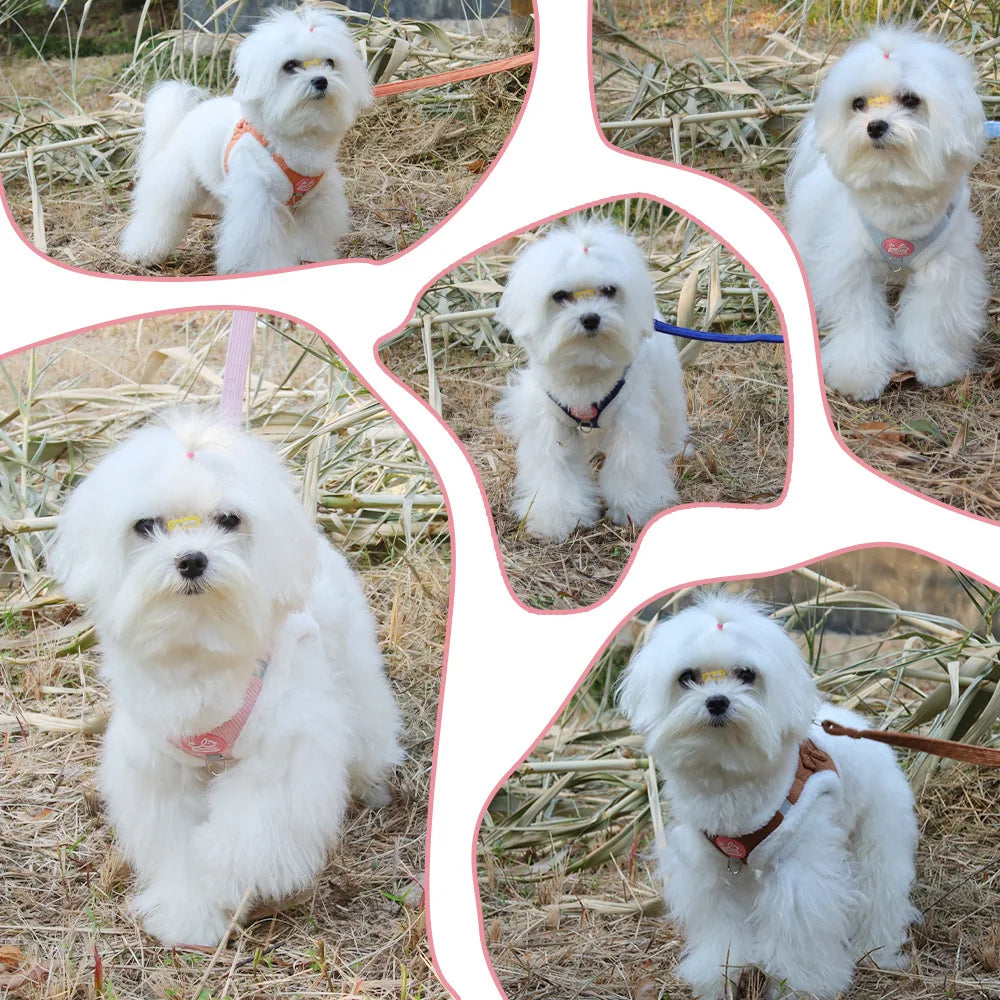 Cat Winter Small Dog Harness Leash