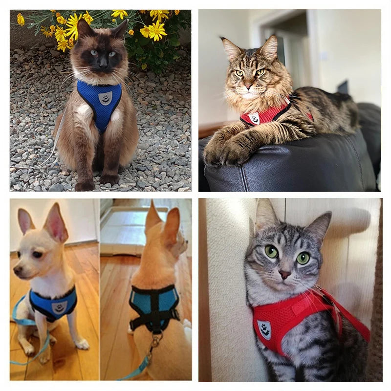 Cat Harness