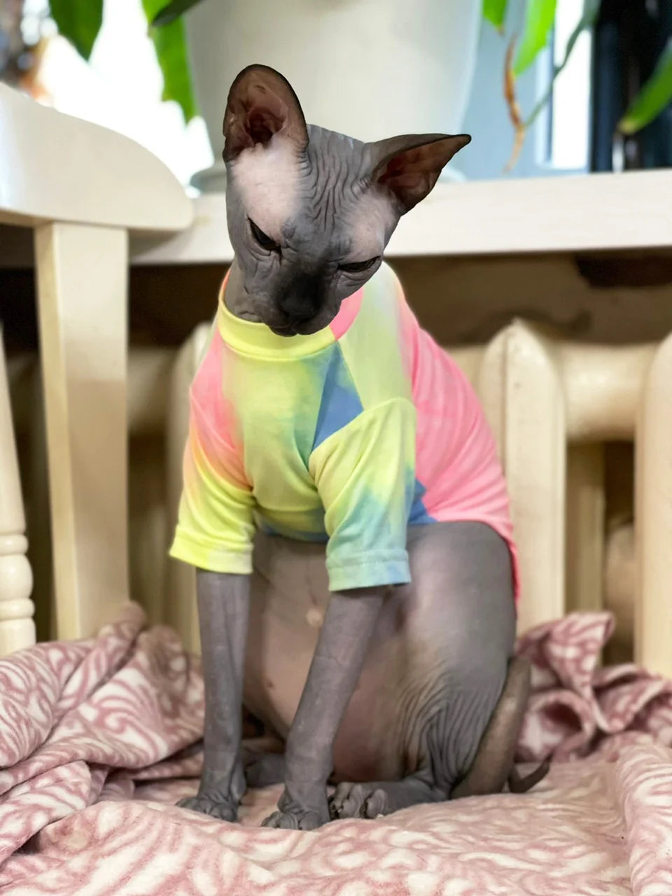 Sphinx Hairless Cat Clothes Deven Breathable T-shirt For Cats Stretch Fabric Clothing For Kitten Pet Shirt Coats For Puppy