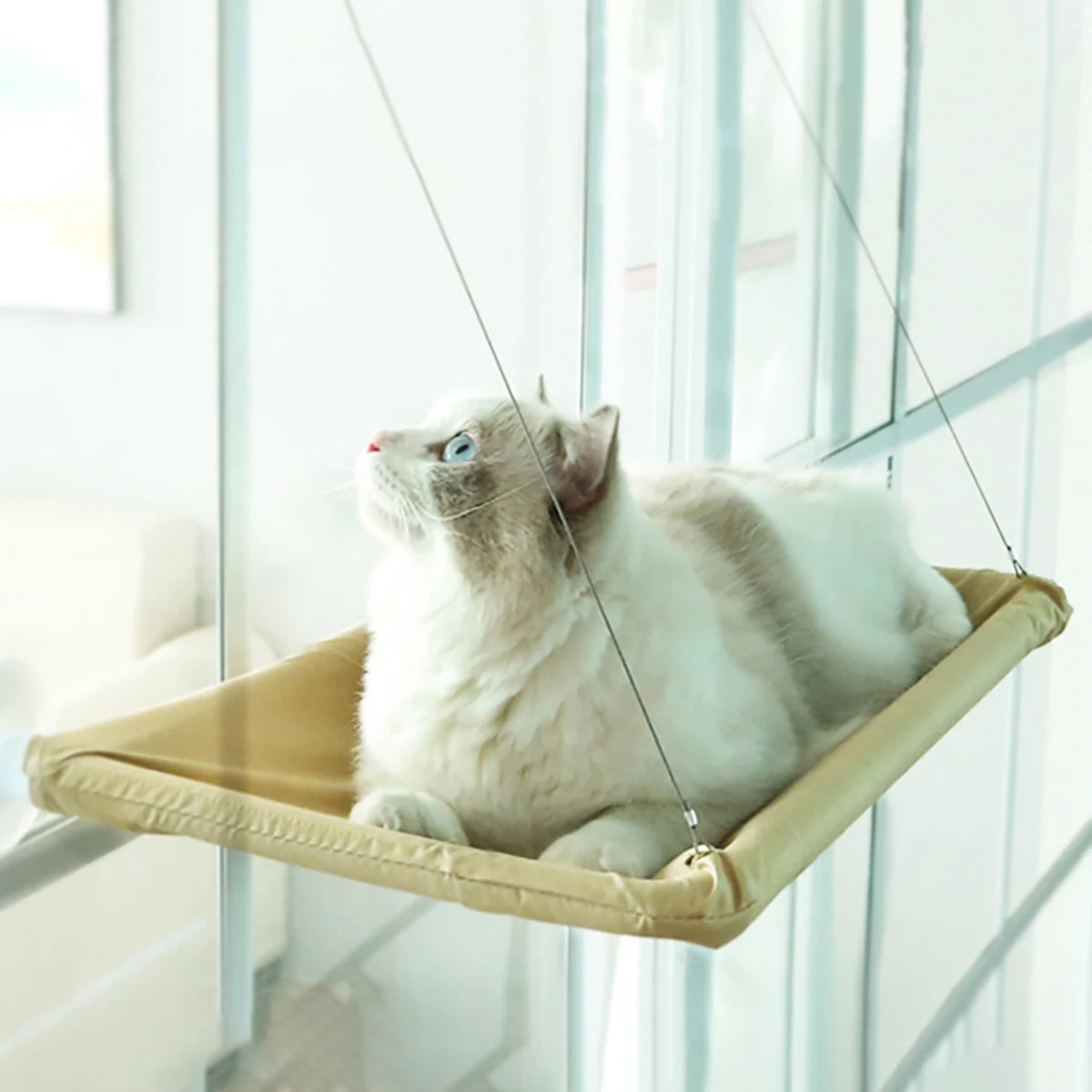 Cat Hammock