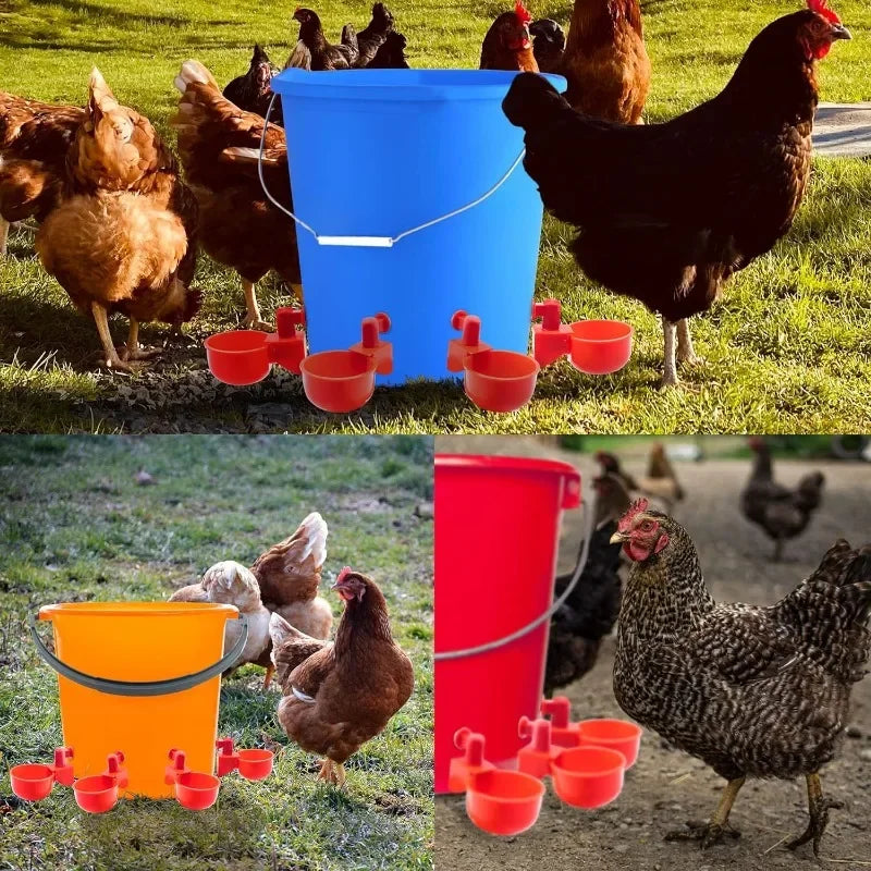10/20/30Pcs Chicken Water, food cups