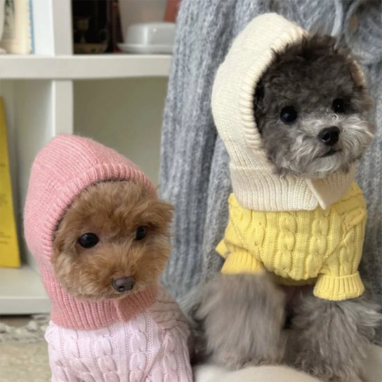 Knitted Hat Dog