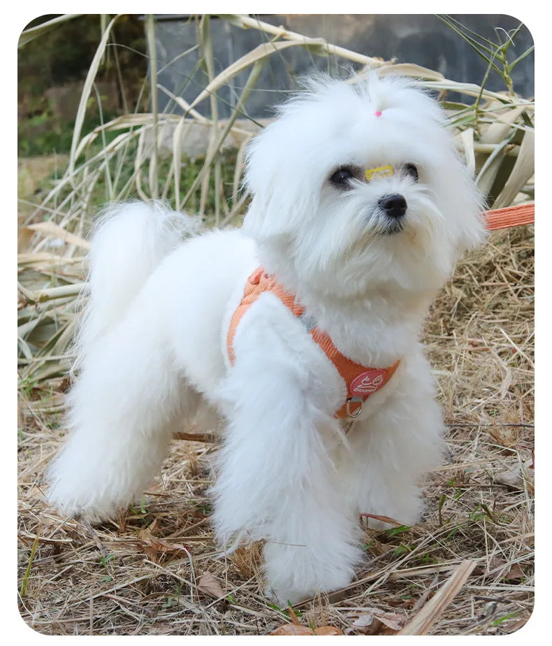 Cat Winter Small Dog Harness Leash