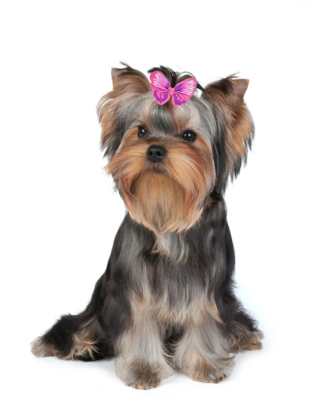 50/100pcs Dog hair accessories Butterfly design