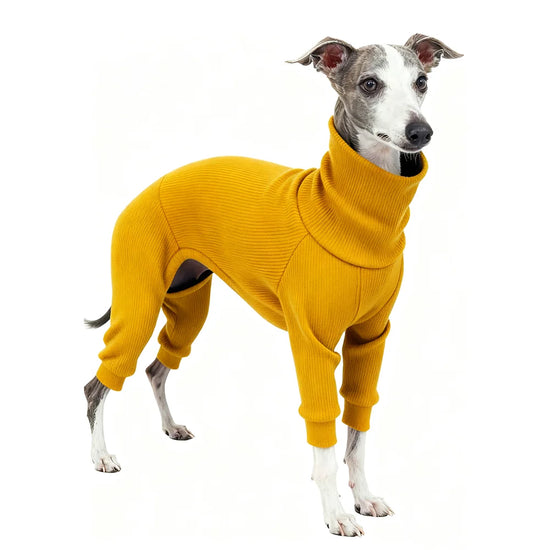 Whippet Italian Greyhound Clothes