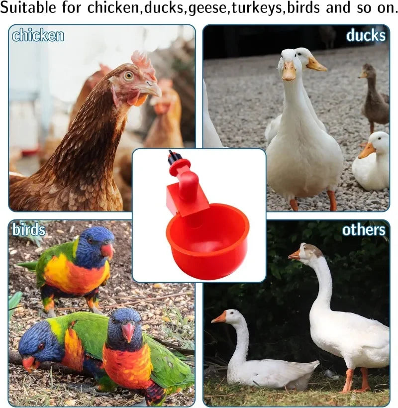 10/20/30Pcs Chicken Water, food cups