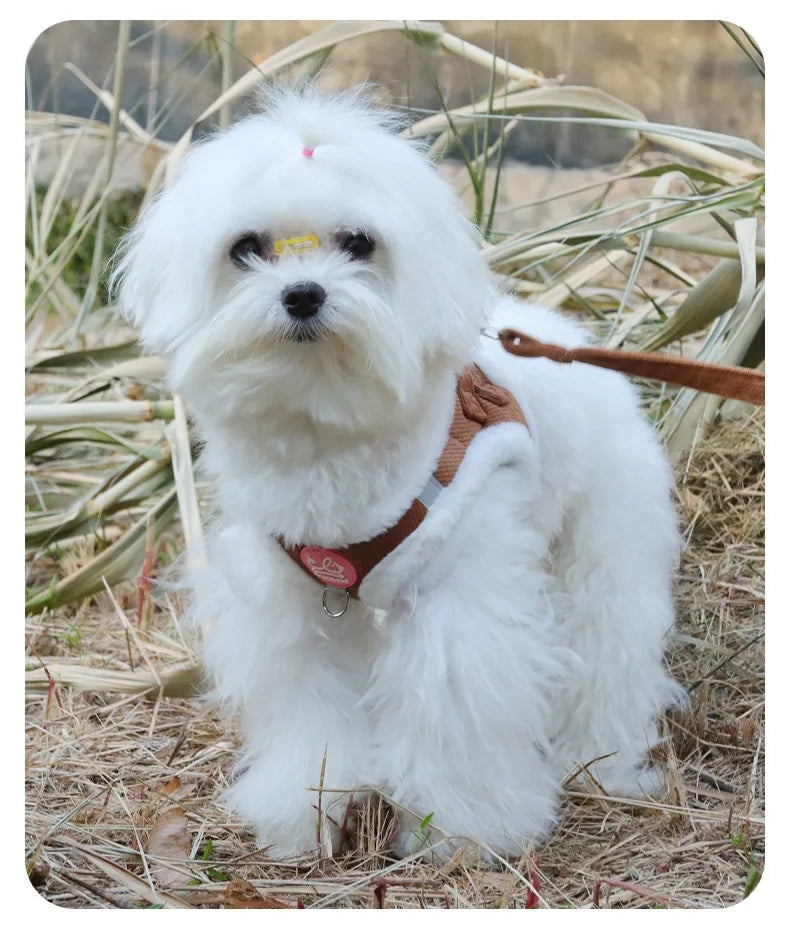 Cat Winter Small Dog Harness Leash