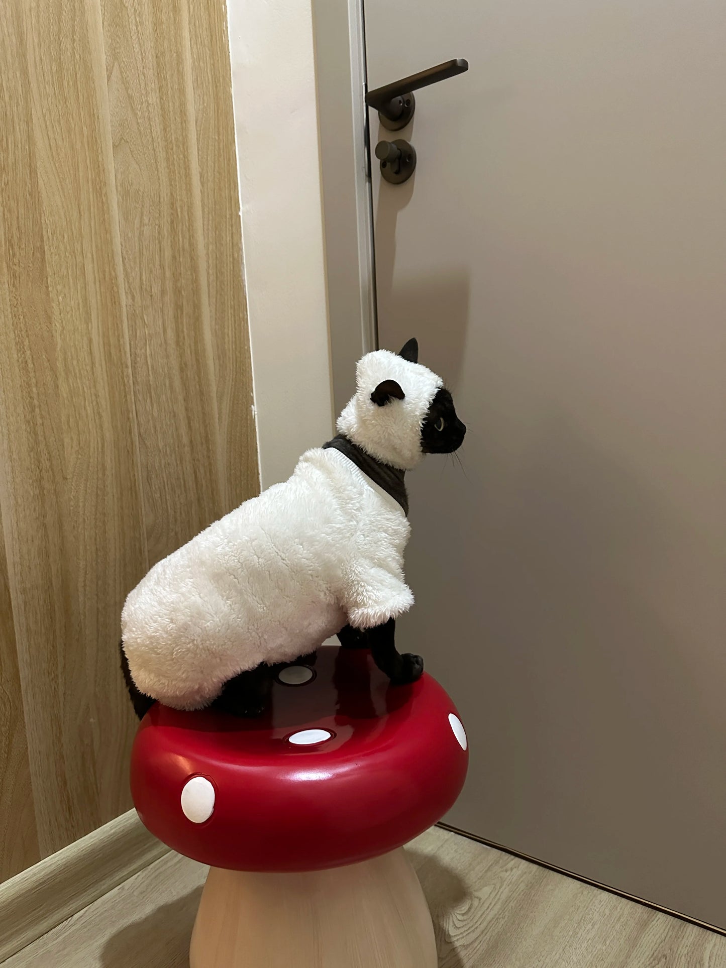 Hairless cat clothes
