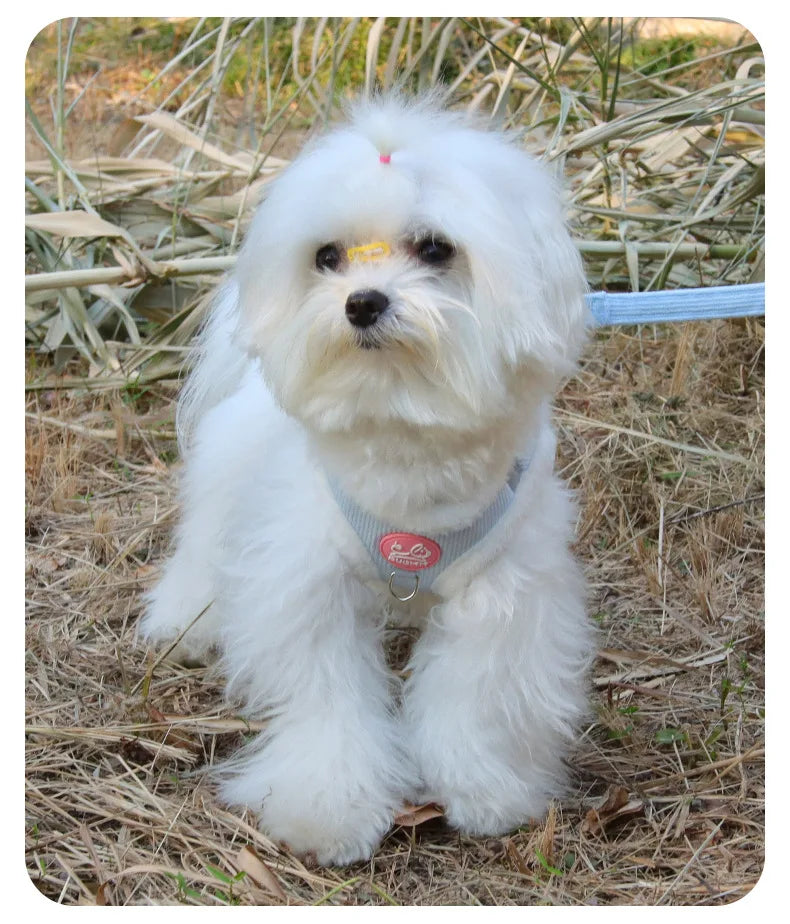 Cat Winter Small Dog Harness Leash