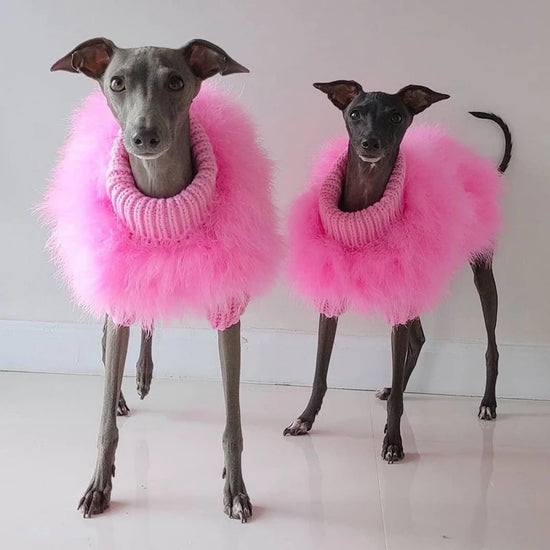 Pet Colorful Sweater