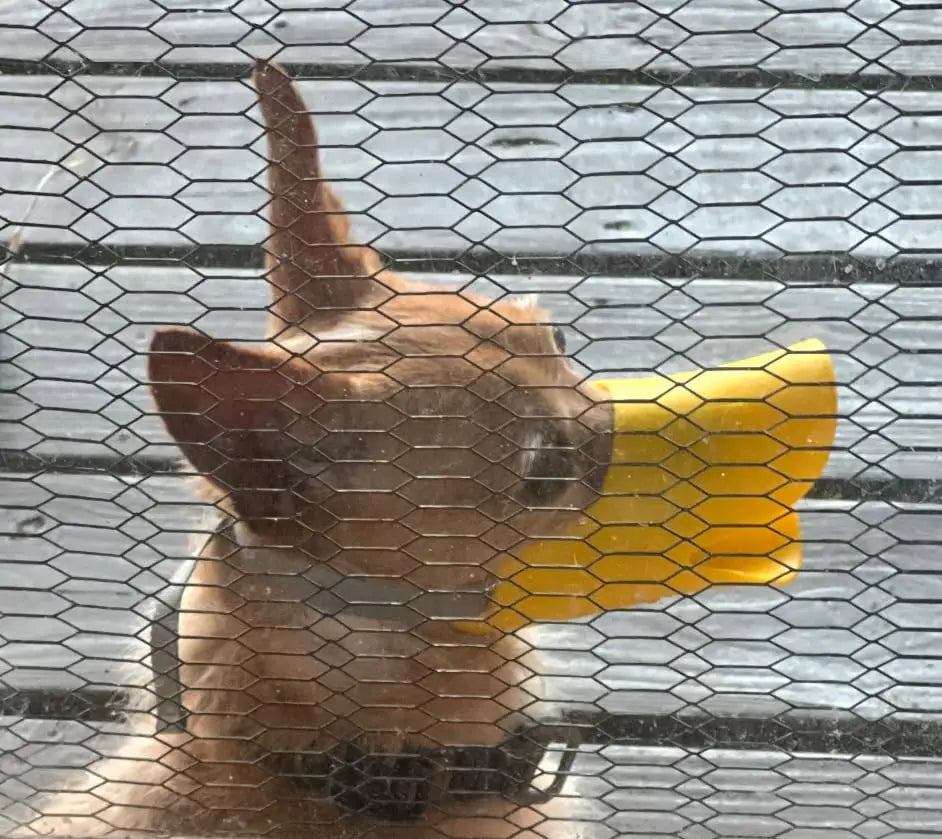 Anti Bite Duck Mouth Shape