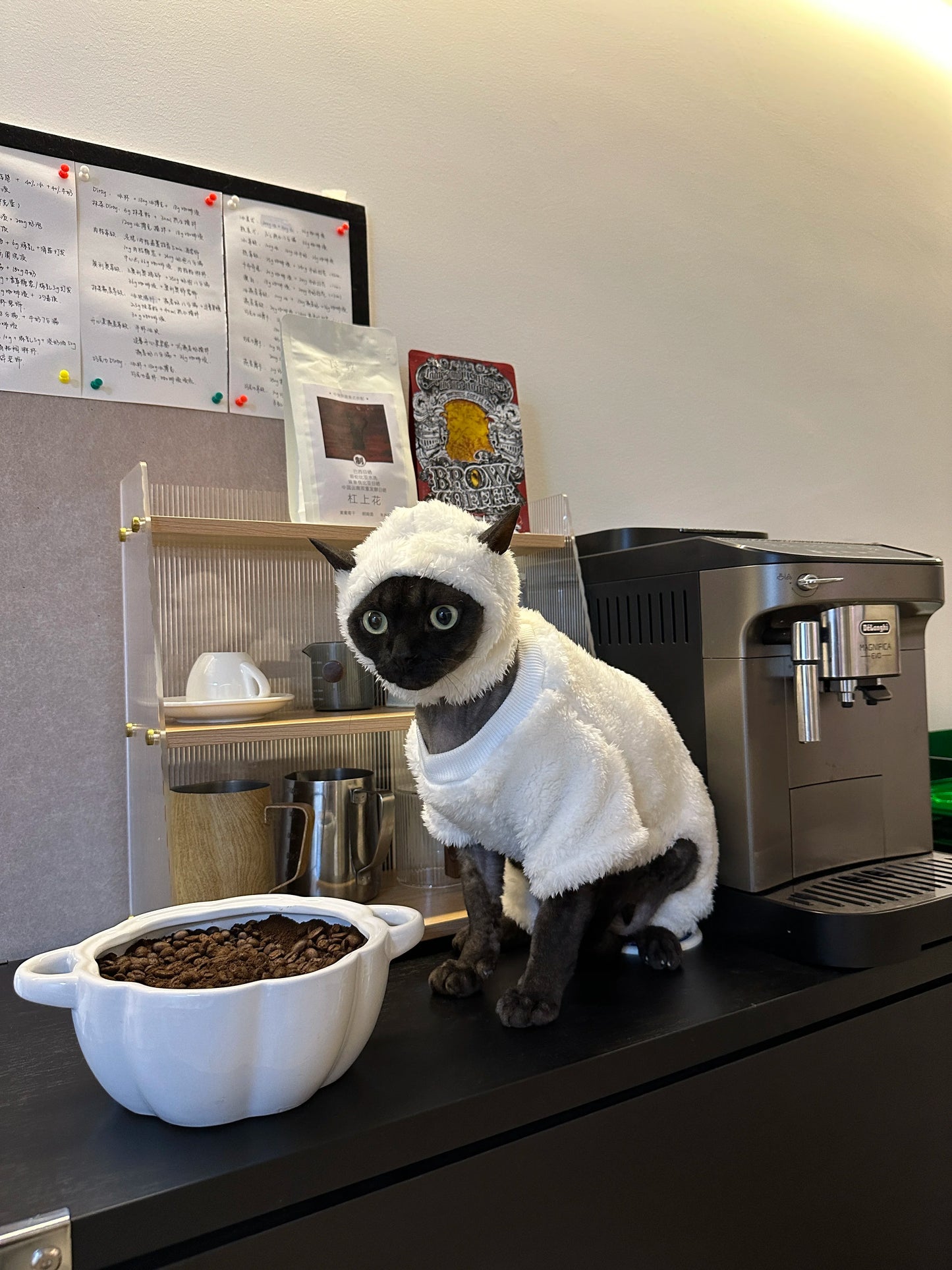 Hairless cat clothes