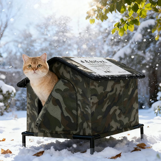 Stray Cats Shelter Outdoor