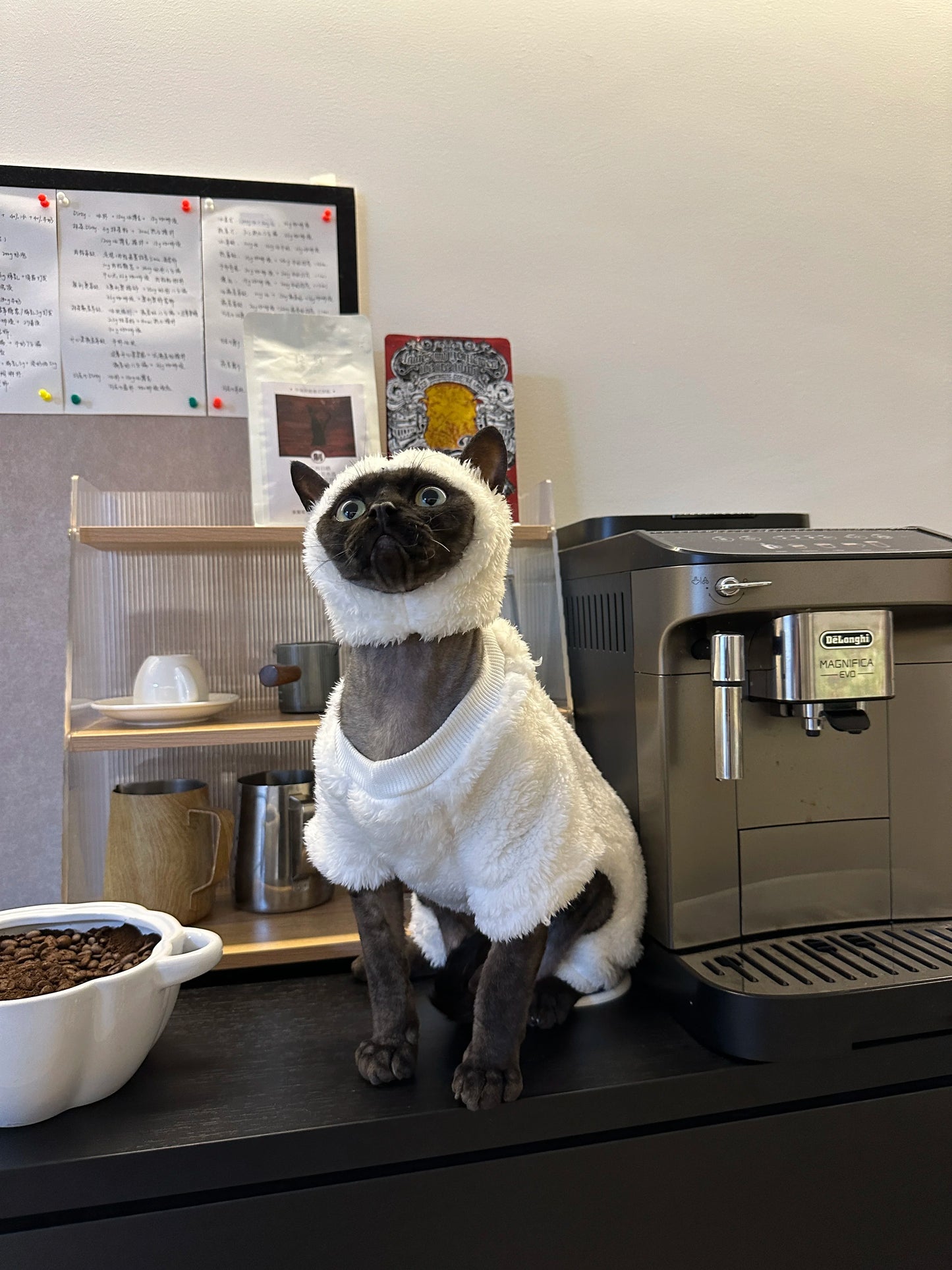Hairless cat clothes