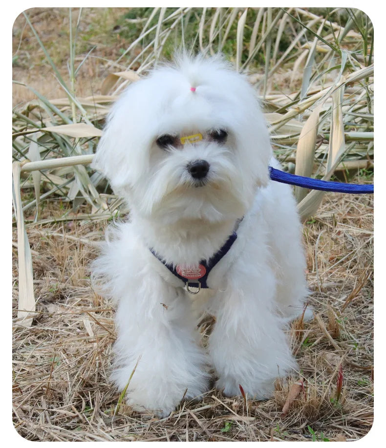 Cat Winter Small Dog Harness Leash