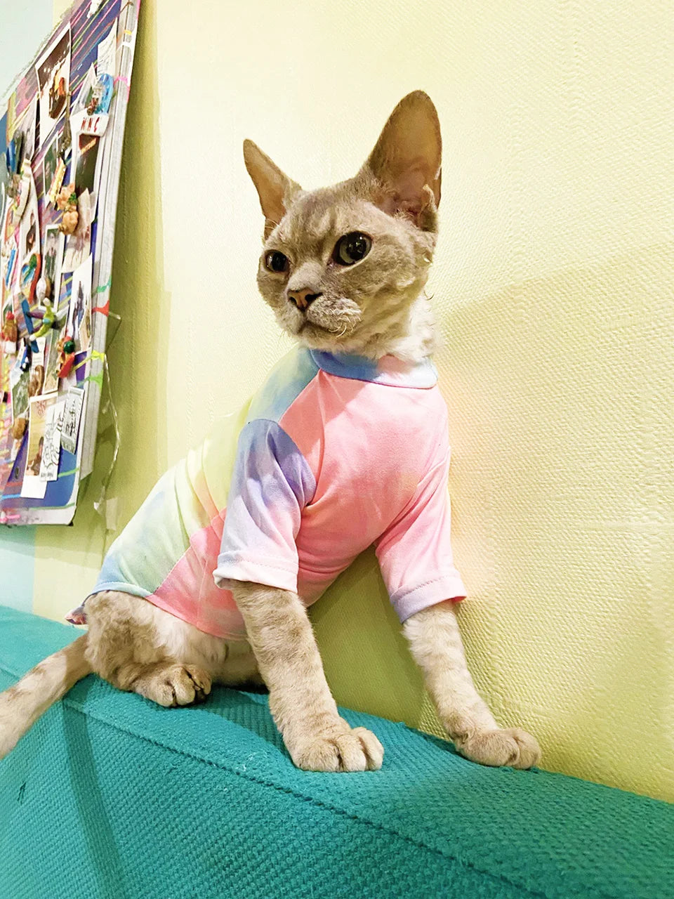 Sphinx Hairless Cat Clothes Deven Breathable T-shirt For Cats Stretch Fabric Clothing For Kitten Pet Shirt Coats For Puppy