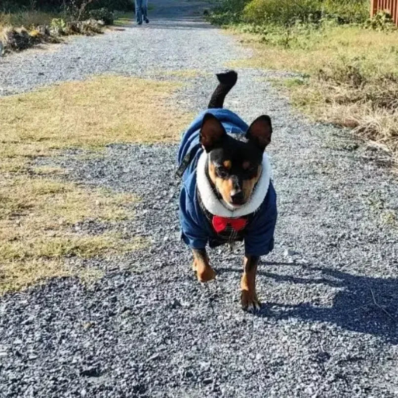 Dog Puppy Coat Jacket