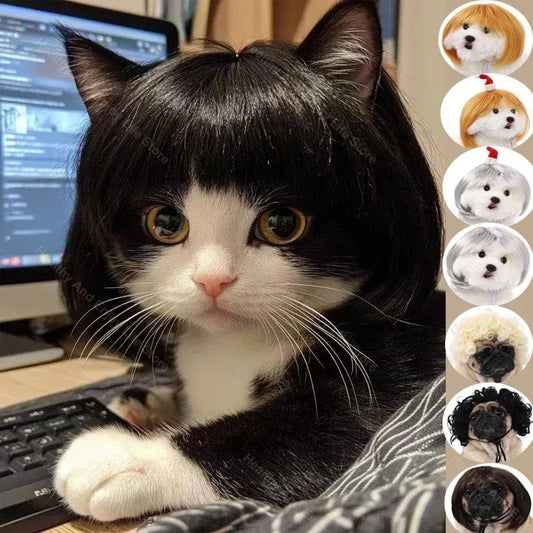 Pet Wig Dog And Cat