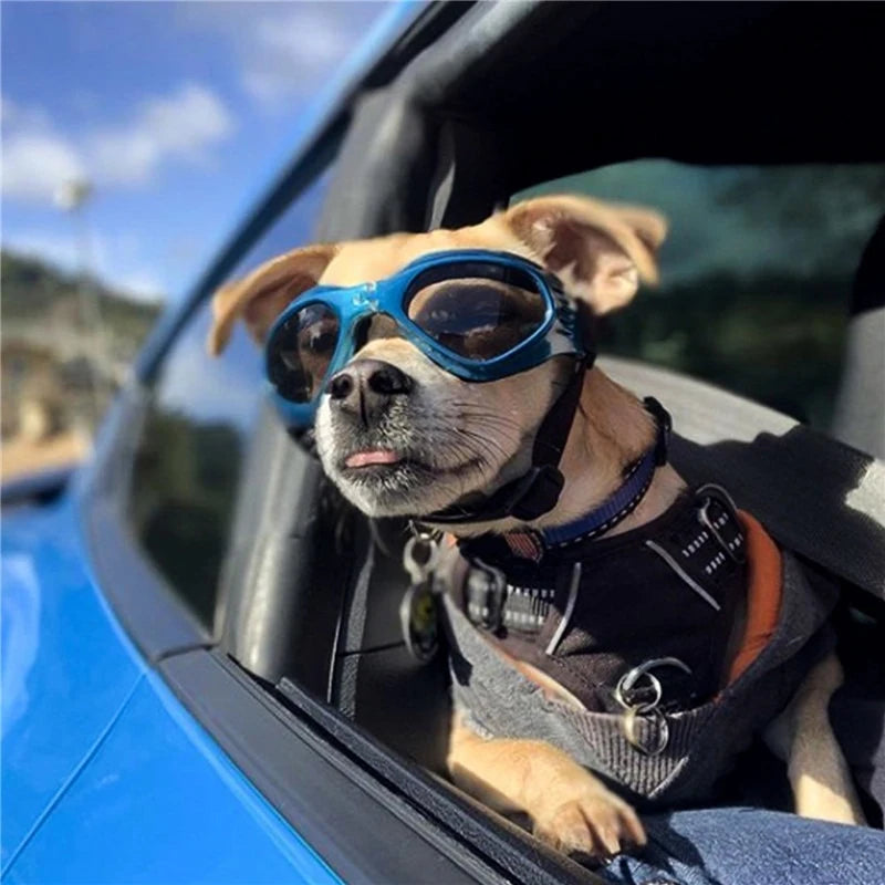 Foldable Pet Glasses