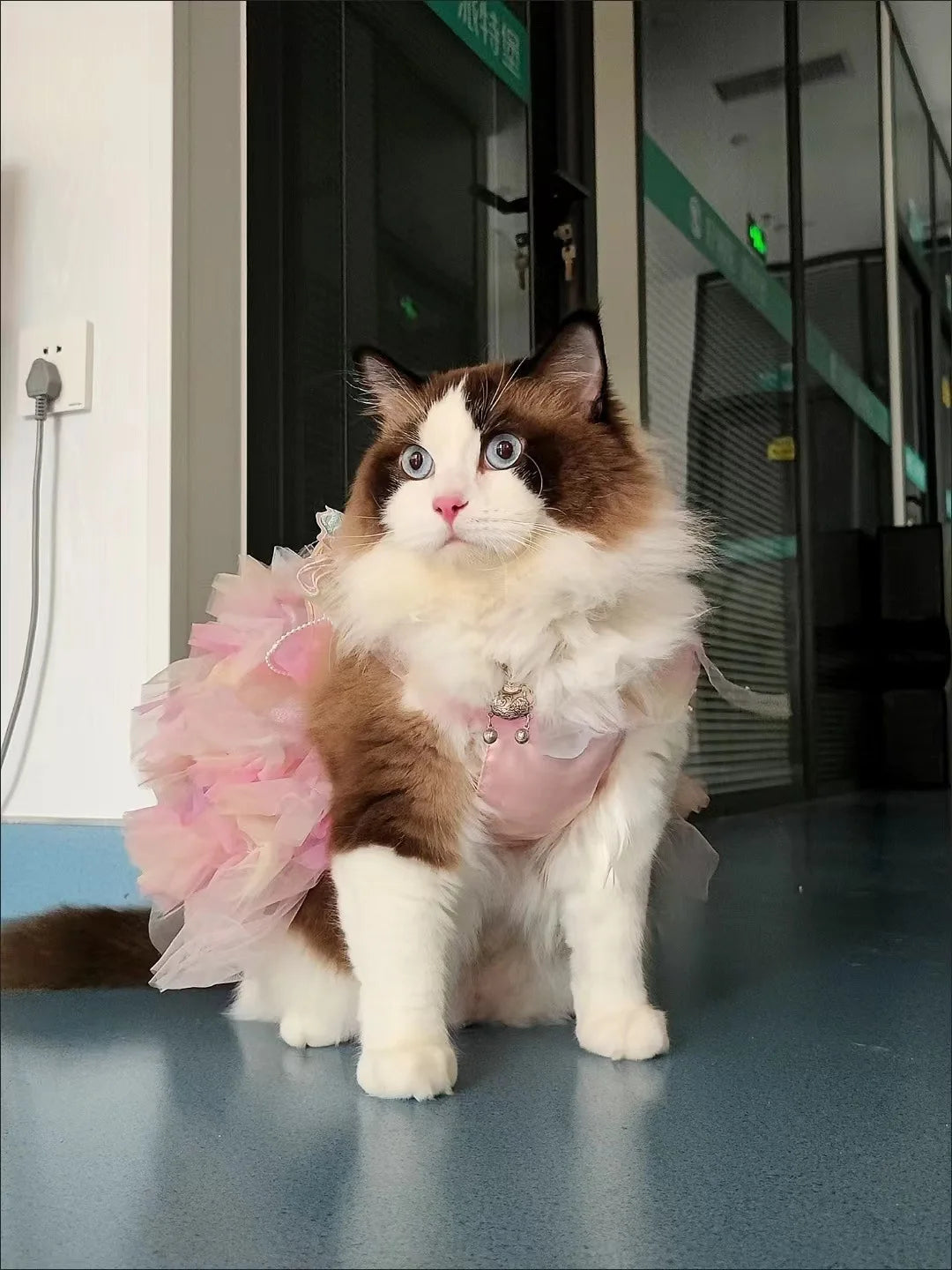 Cat Dog Princess Dress Clothes